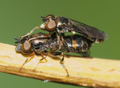 Neoascia podagrica